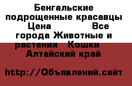 Бенгальские подрощенные красавцы. › Цена ­ 20 000 - Все города Животные и растения » Кошки   . Алтайский край